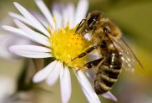 L'Institut de l'Abeille, chargé de soutenir les apiculteurs face aux crises, a réclamé un "soutien e