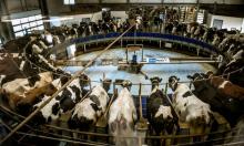 La salle de traite de la ferme "des 1.000 vaches", à Drucat (Somme) le 14 décembre 2017