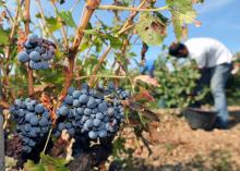 L'entretien de la vigne, le matériel agricole ou les aléas climatiques restent en revanche à la charge de l'exploitant qui loue la terre