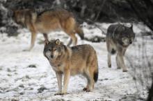 Les loups qui fascinent les amoureux de la nature depuis leur réapparition en France sont devenus la