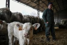 Le fermier français, Didier Caverot, avec un de ses veaux, dans sa ferme de Senailly (est), le 5 déc