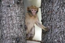 Un singe magot ou macaque de Barbarie, dans une forêt près d'Azrou, dans les montagnes du Moyen Atla