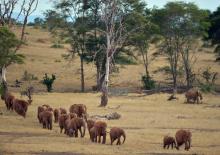 Conflits armés : la faune sauvage africaine impactée
