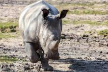 Une photo diffusée par le zoo de Thoiry, près de Paris, le 8 mars 2017 montre le rhinocéros Vince