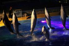 Des dauphins sautent lors d'un spectacle au Marineland d'Antibes, le plus grand parc d'attractions m