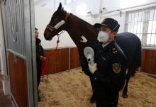 Le cheval offert à la Chine par le président français Emmanuel Macron, le 12 janvier 2018 en zone de quarantaine à Pékin