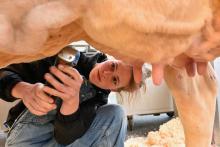 Soins donnés à une vache laitière Prim'Holstein, à l'occasion du salon de l'élevage Space, à Saint-Jacques-de-la-Lande près de Rennes, le 12 septembre 2017