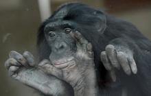 Le bonobo est attiré par les personnalités dominatrices