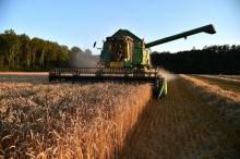 Le blé français lutte pour se refaire une place au soleil à l'export, quitte à se vendre à perte