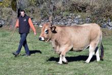 Thibaut Dijols, éleveur de vaches dans l'Aubrac à Curières, près de Rodez le 17 novembre 2017