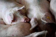 75 lots de jambon ont été rappelés suite à la découverte d'une contamination à la listeria dans l'usine de Goussainville (Val d'Oise) de la coopérative spécialisée dans la viande porcine Cooperl