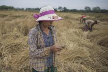 San San Hla utilise une application mobile pour travailler dans une rizière à la périphérie de Yangon, le 27 décembre 2017