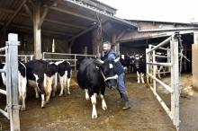 Un éleveur avec ses vaches après la traite à Plesse, dans l'ouest de la France le 14 février 2017