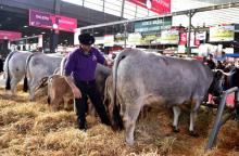 Un éleveur inspecte ses vaches à l'ouverture du salon international de l'agriculture, le 24 février 2018 à Paris