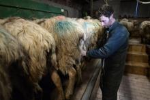 Xabi Lopepe, éleveur de 37 ans, s'occupent de ses moutons à Larceveau, dans les Pyrénées-Atlantiques, le 11 janvier 2018