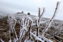 Des vignes couvertes de gel à Verzenay en Champagne, le 1er janvier 2017