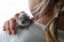 Une jeune fille joue avec un hamster nain