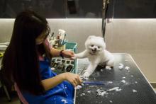 Un chien brossé dans un salon de toilettage de Hong Kong, le 3 février 2018