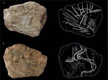 Une photographie fournie le 16 février 2018 par le journal "PLOS One" montre des plaquettes de schiste vieilles de 14.000 ans, trouvées à Plougastel-Daoulas, dans l'ouest de la France