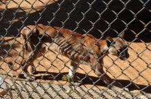 Photo fournie par le journal Panorama d'un cougar famélique dans sa cage au zoo de Maracaibo, le 14 février 2018 au Venezuela