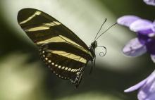 Un papillon dans le zoo de Santa Fe à Medellin, Colombie, le 21 mars 2018