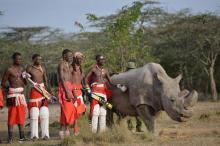 Des guerriers masaï posent dans la réserve kenyane d'Ol Peteja le 18 juin 2017 avec Sudan, le dernier rhinocéros blanc du Nord mâle, qui vient de mourir au Kenya