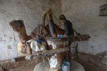 Un Afghan fait tourner un chameau pour presser de l'huile de sésame, selon la méthode de ses ancêtres, le 22 janvier à Mazar-i-Sharif