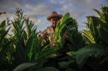 Un paysan cubain récolte des feuilles de tabac dans une plantation de San Juan y Martinez, le 24 février 2018 à Pinar del Río