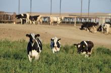 Plombés par une production abondante, les temps sont durs pour les petits producteurs américains de lait bio