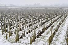 De la neige recouvre les vignes du Chateau Haut-Brion, proche de Bordeaux, le 28 février 2018
