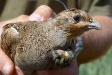 La perdrix fait partie des oiseaux qui se raréfient dans les campagnes, selon le CNRS et le Museum d'histoire naturelle