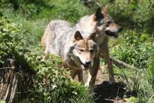 Des loups dans le parc des Angles (Pyrénées-orientales) en juin 2015