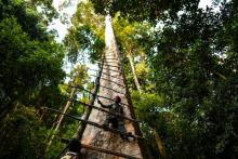 Zaini Abdul Hamid, chasseur de miel, fixe une échelle pour grimper en haut d'un Tualang dans la forêt d'Ula Muda, dans le nord de la Malaisie, le 11 février 2018