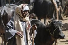 Un marchand égyptien de bétail sur un marché dans le village d'Abou Shousha à environ 550 km au sud du Caire, le 21 mars 2018