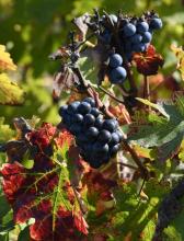 Les vignobles sculptent les paysages de l'Hexagone depuis 2000 ans. Mais le pays s'est rendu compte tardivement du formidable potentiel du tourisme du vin.