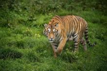 Un tigre de Sibérie dans le parc de Hengdaohezi, où sont élevés des tigres, dans le nord-est de la C