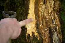 Un agent de l'Office national des forêts (ONF) montre les nécroses provoquées par un champignon sur les troncs des frênes, à La Capelle-les-Boulogne, le 7 septembre 2016