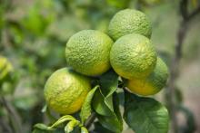 Photo prise le 9 avril 2018 de citrons atteints par la maladie du dragon jaune, également appelée "citrus greening", dans une plantation du Cirad (Centre de coopération internationale en recherche agr