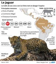 Photo prise le 4 octobre 2014 et fournie le 28 mars 2018 par le Département bolivien de la biodiversité et des zones protégées montre des canines de jaguars