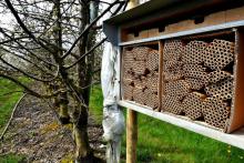 Abris d'abeilles osmies installés dans un verger près d'Agen pour aider à polliniser les arbres