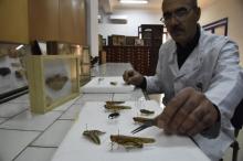 Mamou Mohamed, ingénieur au laboratoire central de l'Institut national de la protection des végétaux (INPV) d'Alger, montre des pièces de sa collection de 8.000 specimens, le 29 janvier 2018