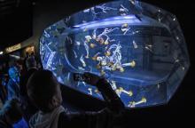 Des méduses dans le nouvel aquarium de Nausicaa à Boulogne-sur-mer, le 17 avril 2018