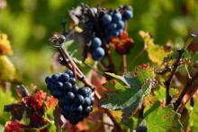 A quoi ressemblera un vin de Bordeaux en 2050 si le sud-ouest de la France finit par connaître un climat espagnol? Un viticulteur girondin s'est attelé à concocter une "cuvée du futur", "buvable" mais