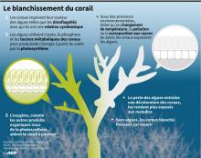 Les récifs coralliens recouvrent moins de 0,2% de la surface des océans mais abritent 30% des espèces animales et végétales marines.