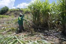 Un ouvrier agricole coupe des cannes à sucre près de la distillerie Bologne en Guadeloupe, le 12 avril 2018
