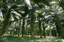 Plantation d'huile de palme en Malaisie