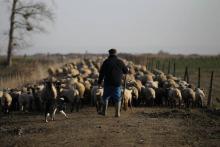 Un éleveur de moutons dans la Manche, en mars 2015