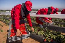 Photo de la récolte de fraises dans la région de Kénitra, au Maroc, le 8 mars 2017