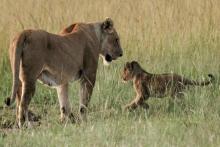 Une lionne et son petit dans le pays masaï dans le sud du Kenya, le 25 janvier 2018