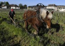 Dans les vignes du château de Pommard (département de la Côte-d'Or en région Bourgogne-Franche-Comté), un homme retourne la terre entre les pieds de pinot noir à l'aide d'une charrue et d'un cheval le